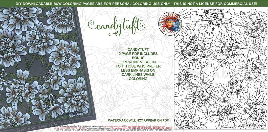 Candytuft: downloadable printable 2-page PDF for coloring
