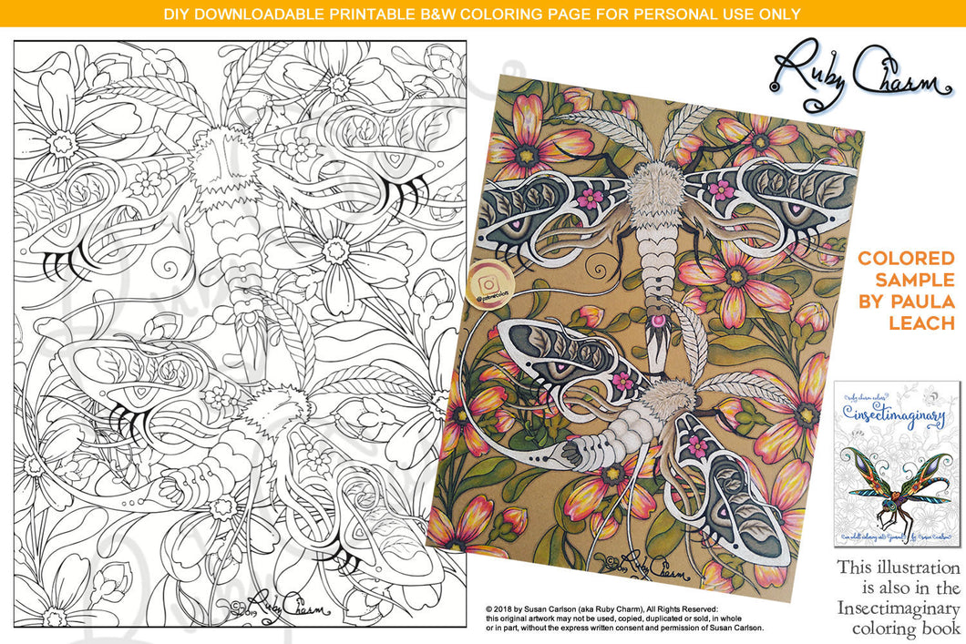 Insectimaginary Noctuid Treasureattica Moths: downloadable printable 2-page PDF for coloring